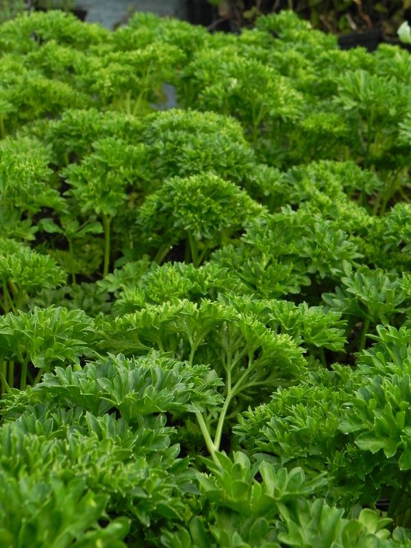 Petroselinum crispum var. crispum