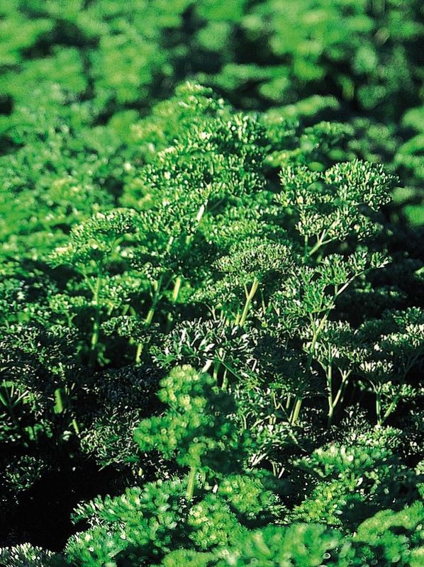 Petroselinum crispum ‘Frisado’
