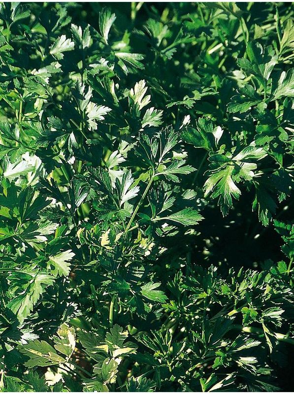 Petroselinum crispum ‘Gigante d`Italia’
