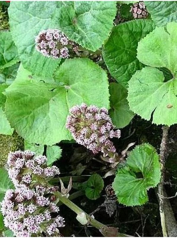 Petasites hybridus