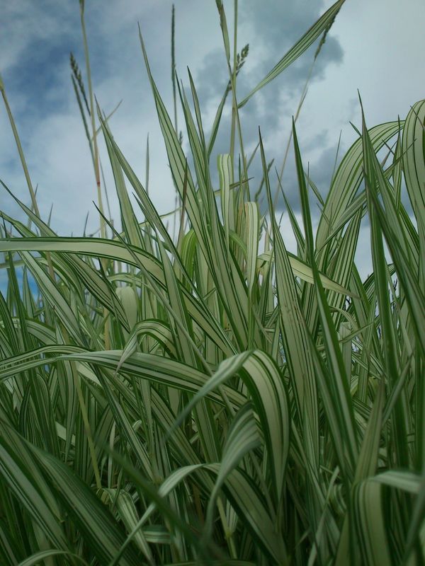 Phalaris arundinacea ‘Feesey Form’