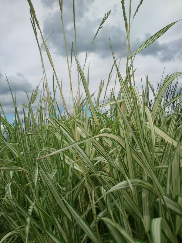 Phalaris arundinacea ‘Feesey Form’