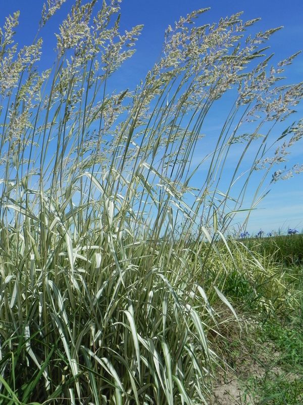 Phalaris arundinacea ‘Feesey Form’