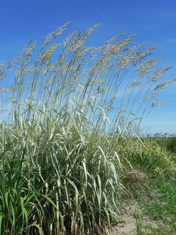 Phalaris arundinacea ‘Feesey Form’