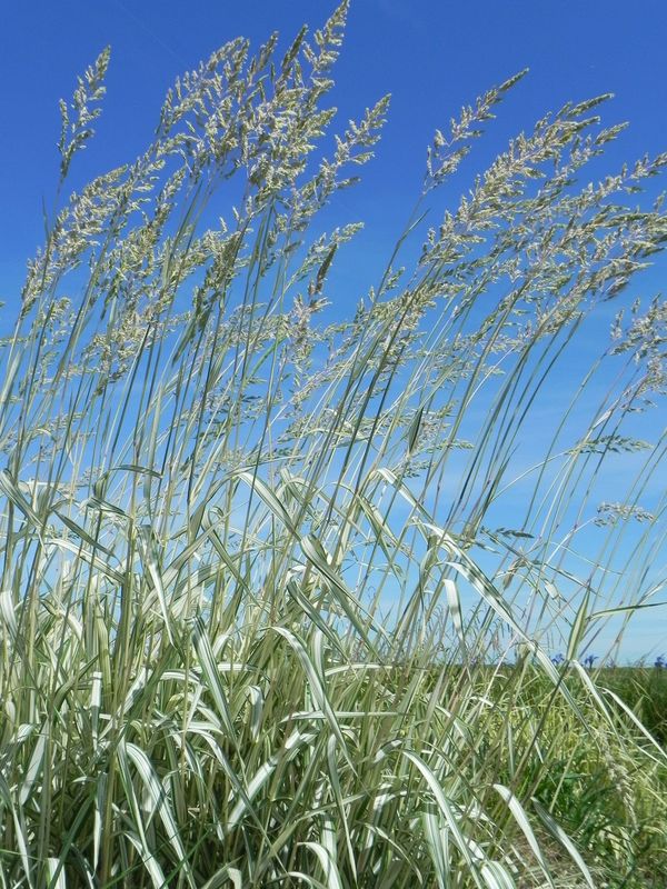 Phalaris arundinacea ‘Feesey Form’