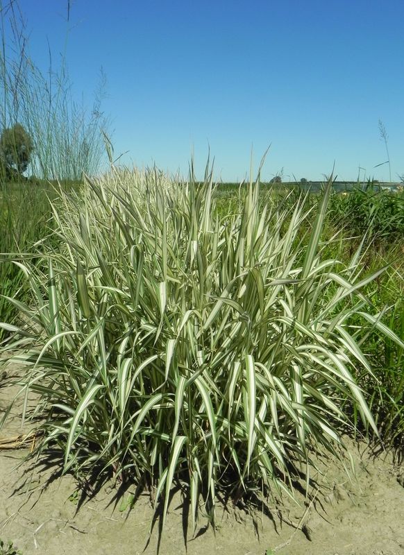 Phalaris arundinacea ‘Feesey Form’