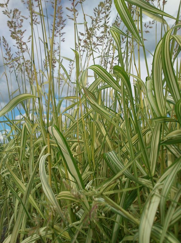 Phalaris arundinacea ‘Luteopicta’