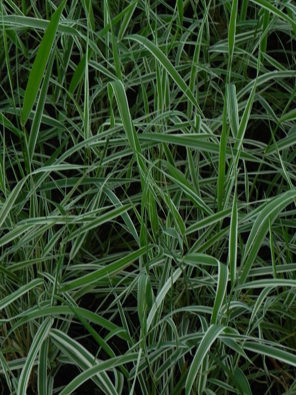 Phalaris arundinacea ‘Picta’