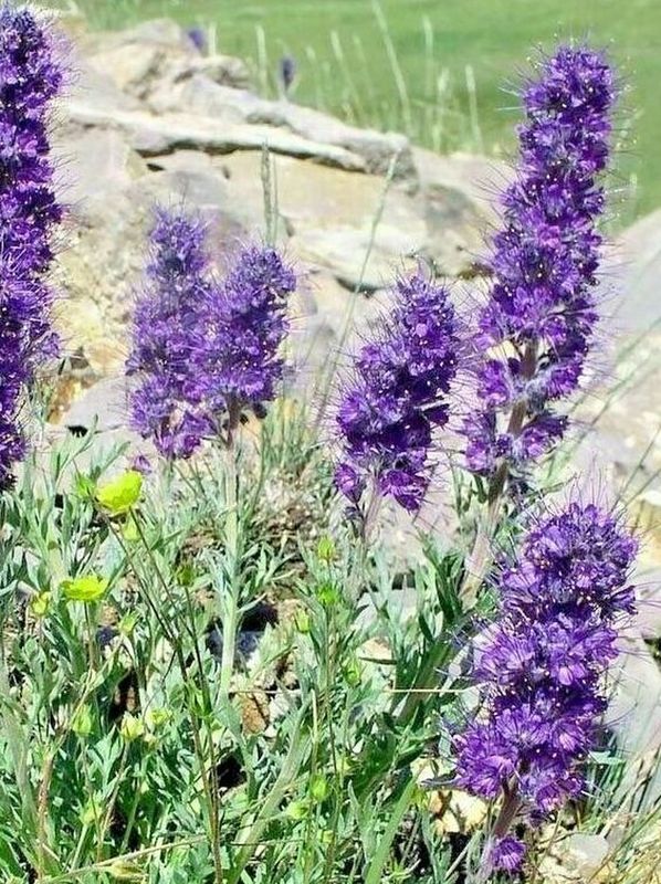 Phacelia sericea