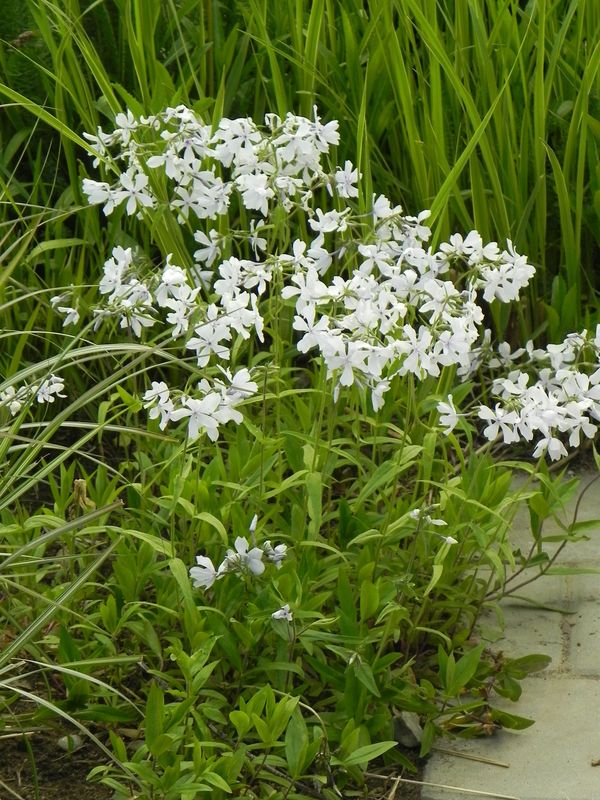 Phlox divaricata ‘White Perfume’