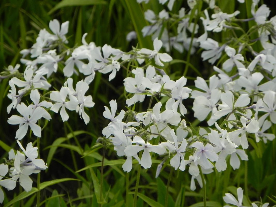 Phlox divaricata ‘White Perfume’