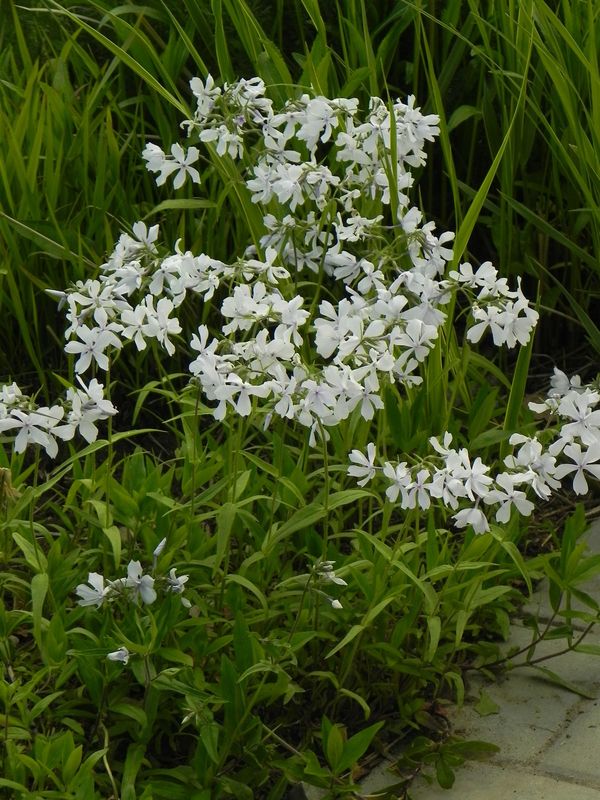 Phlox divaricata ‘White Perfume’