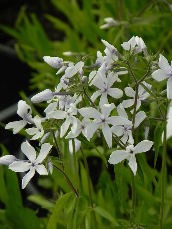 Phlox divaricata ‘White Perfume’