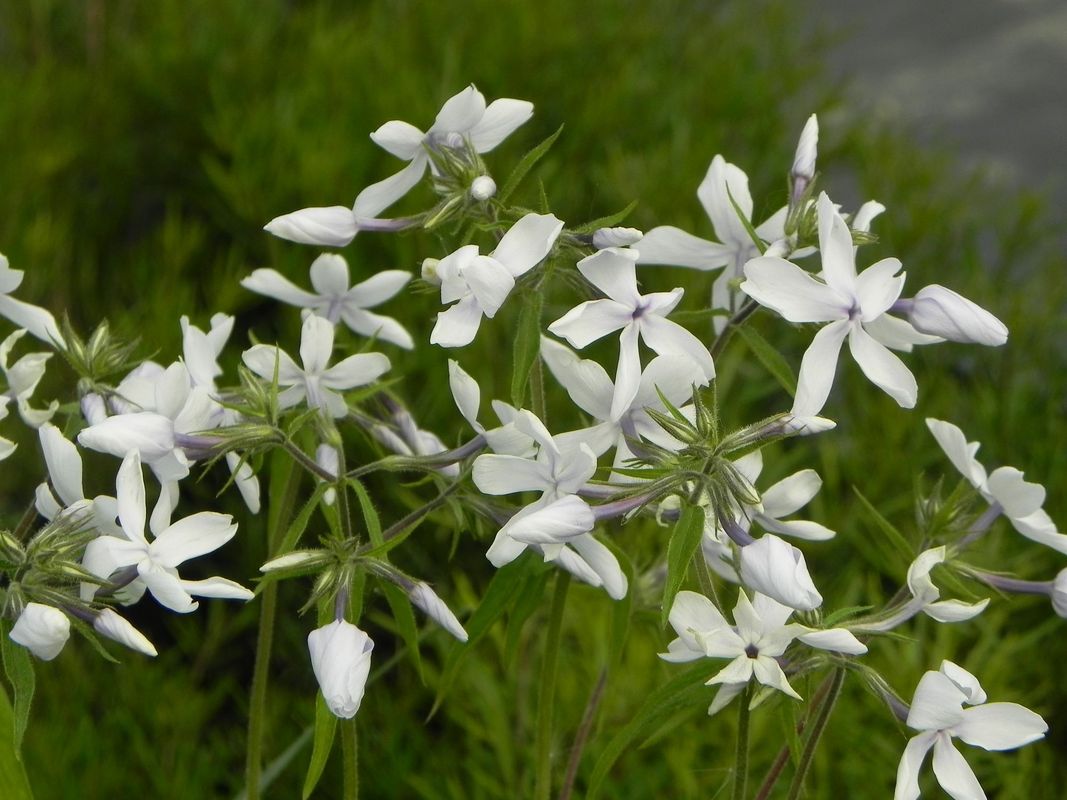 Phlox divaricata ‘White Perfume’