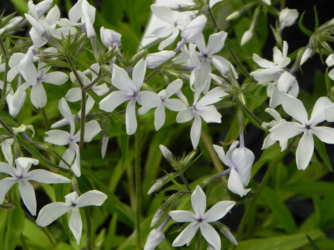 Phlox divaricata ‘White Perfume’