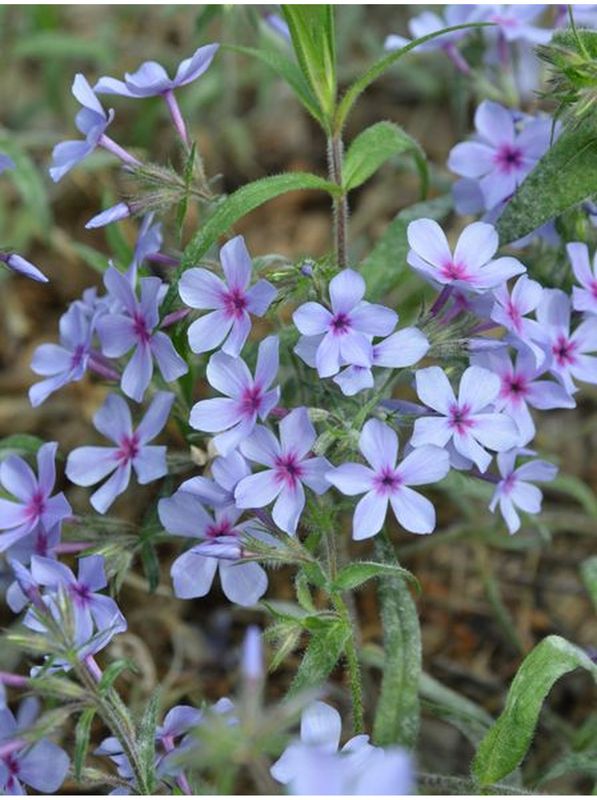 Phlox divaricata ‘Chattahoochee’