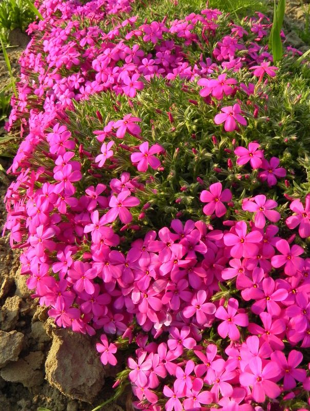 Phlox douglasii ‘Crackerjack’