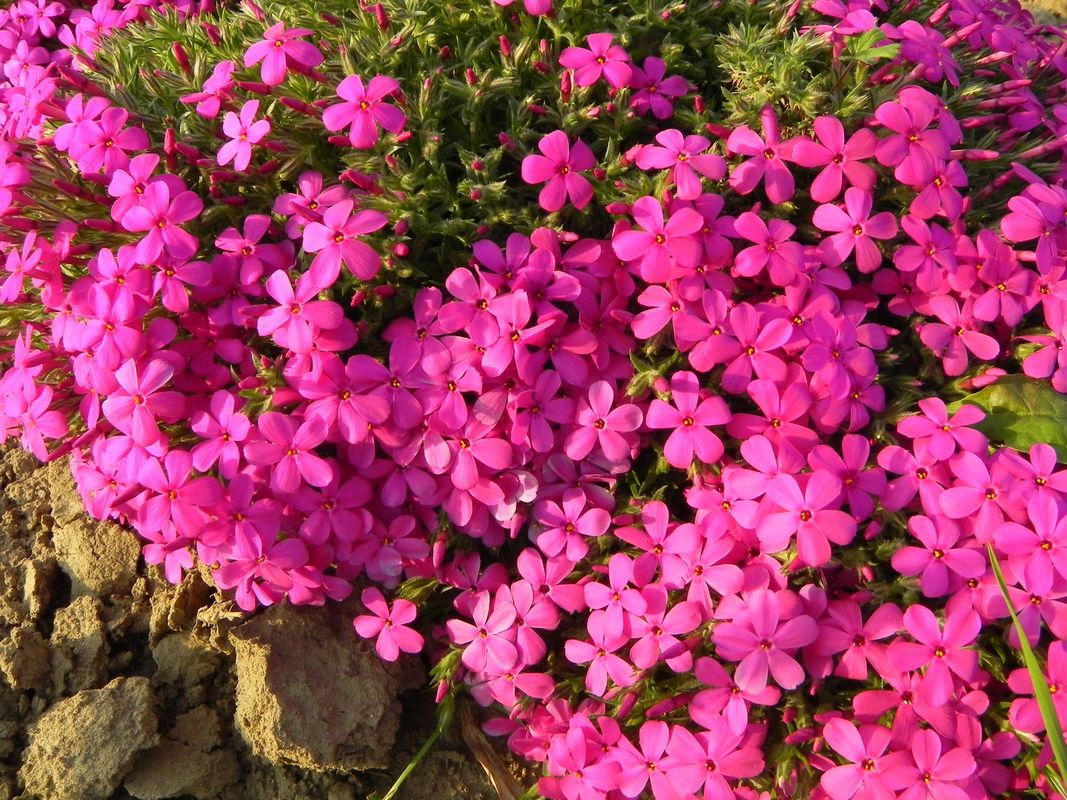 Phlox douglasii ‘Crackerjack’