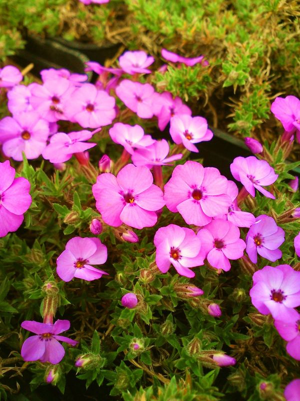 Phlox douglasii ‘Red Admiral’