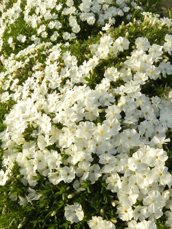 Phlox douglasii ‘White Admiral’