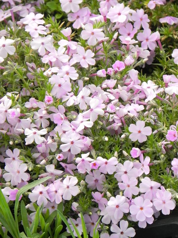 Phlox douglasii ‘Lilac Cloud’