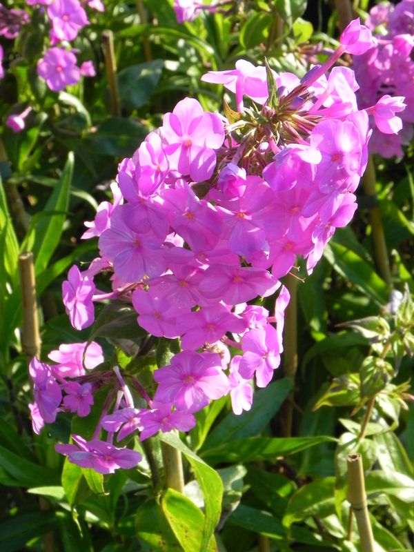 Phlox maculata ‘Alpha’