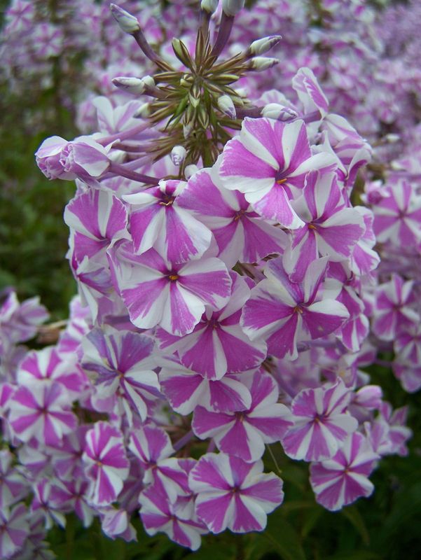 Phlox maculata ‘Natascha’