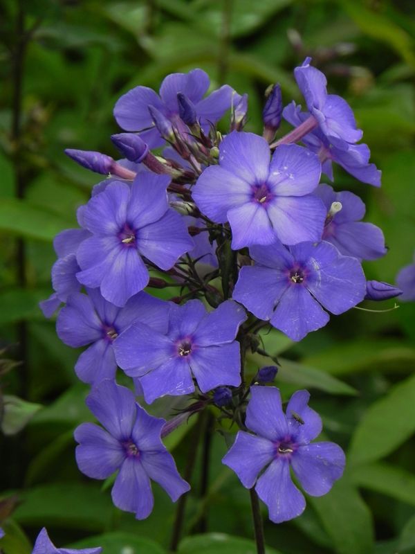 Phlox paniculata ‘Blue Paradise’