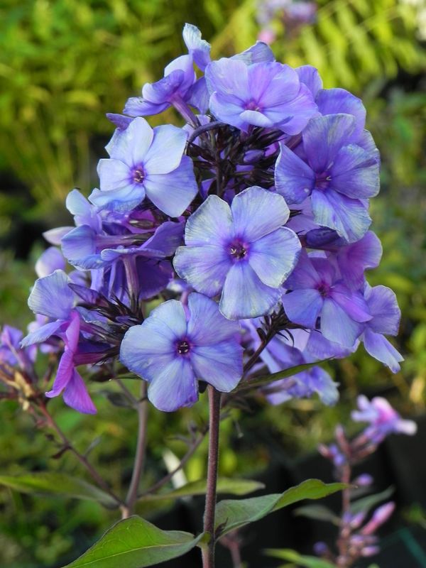 Phlox paniculata ‘Blue Paradise’