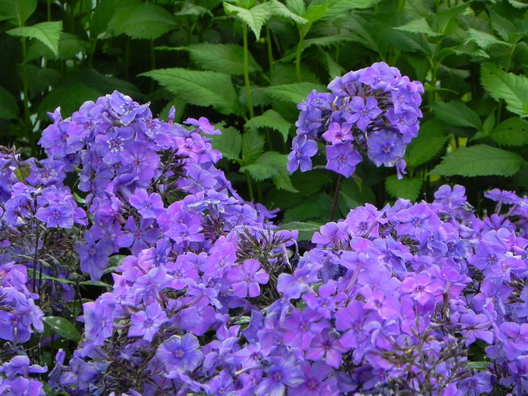 Phlox paniculata ‘Blue Paradise’