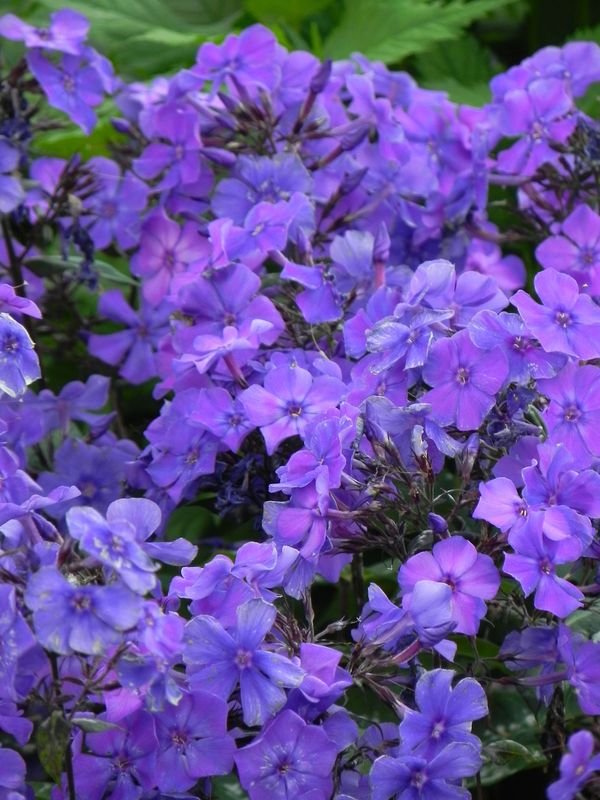 Phlox paniculata ‘Blue Paradise’