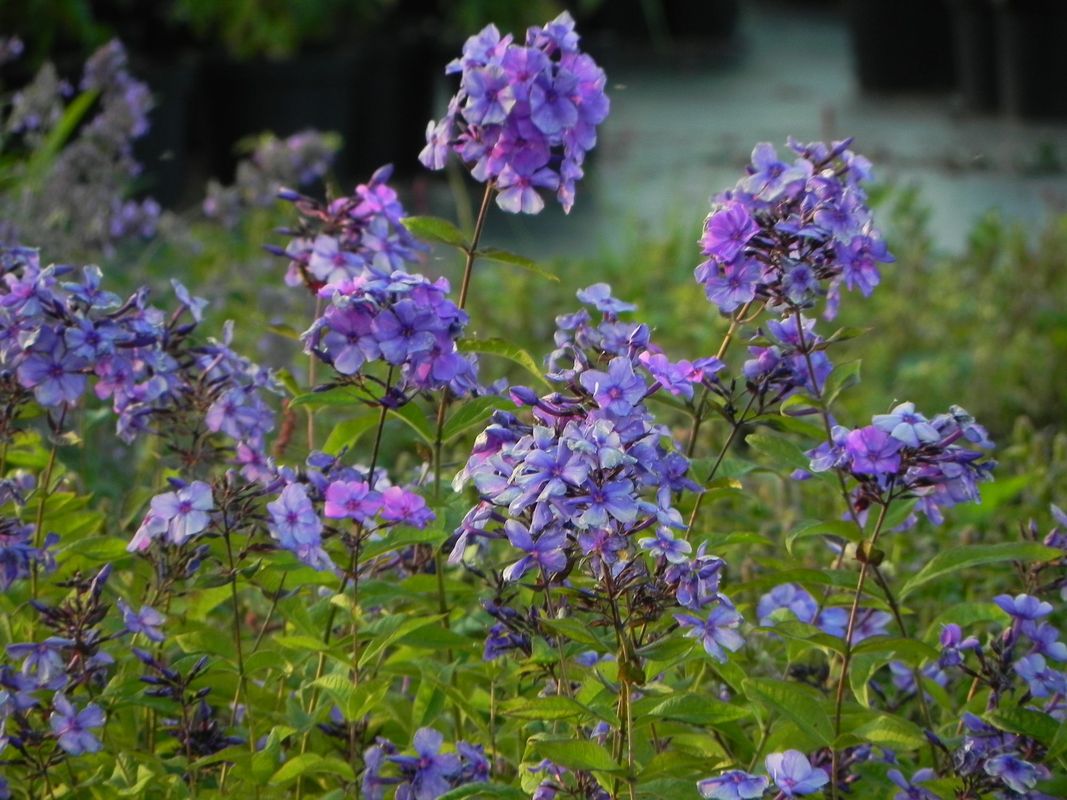 Phlox paniculata ‘Blue Paradise’