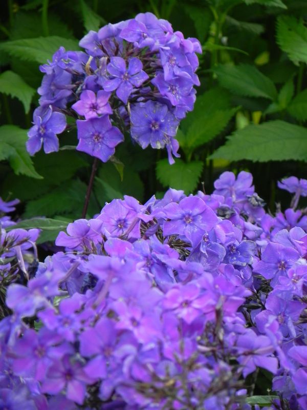Phlox paniculata ‘Blue Paradise’