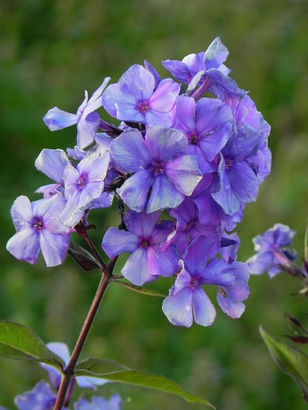 Phlox paniculata ‘Blue Paradise’