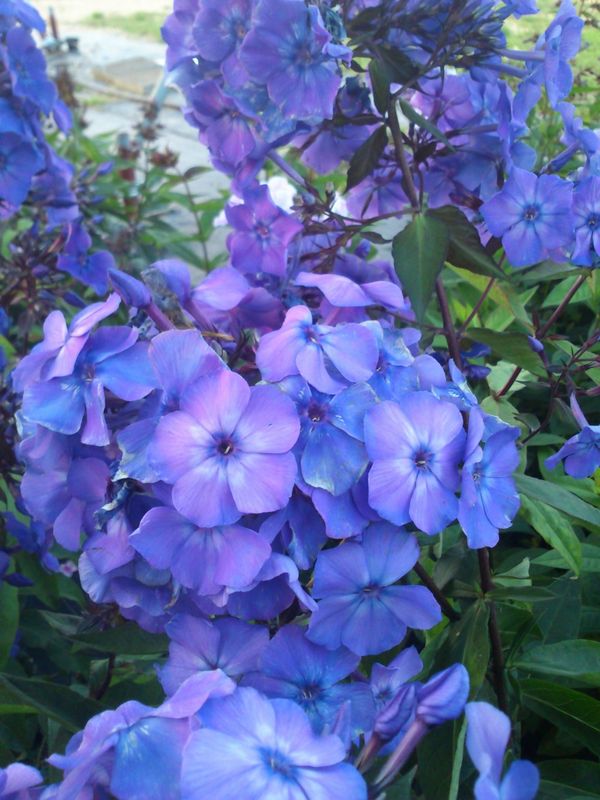 Phlox paniculata ‘Blue Paradise’