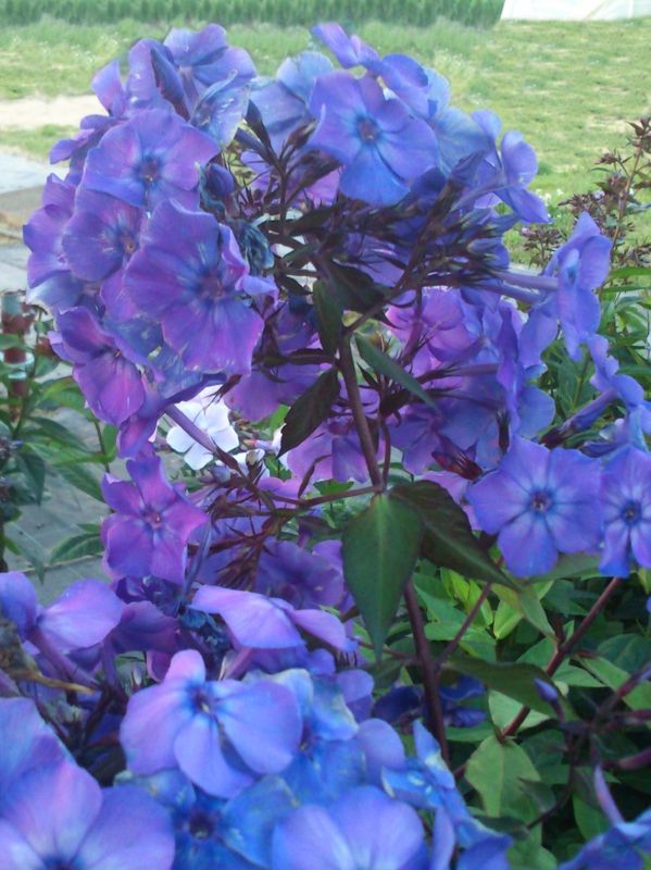 Phlox paniculata ‘Blue Paradise’