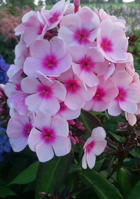 Phlox paniculata ‘Bright Eyes’