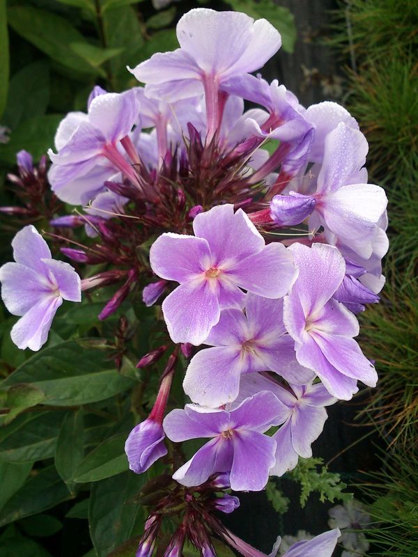 Phlox paniculata ‘Franz Schubert’