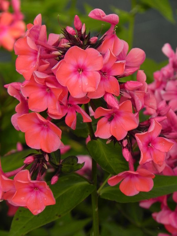 Phlox paniculata ‘Orange Perfection’