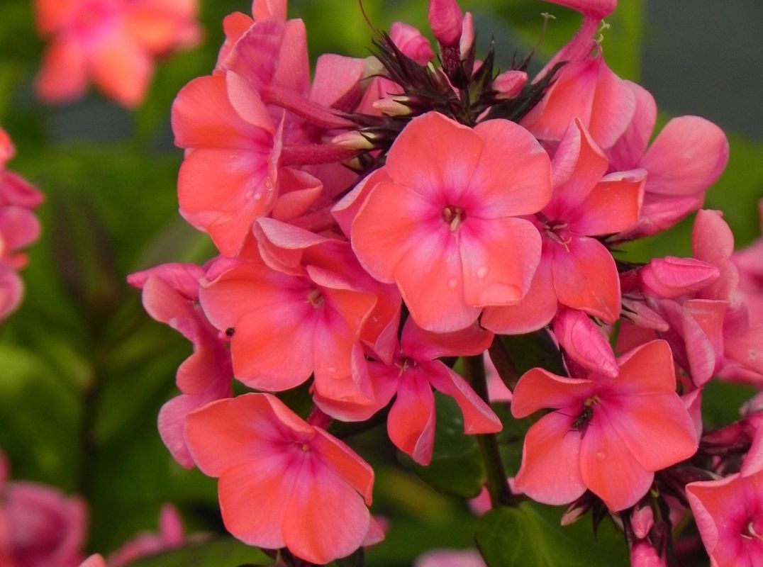 Phlox paniculata ‘Orange Perfection’