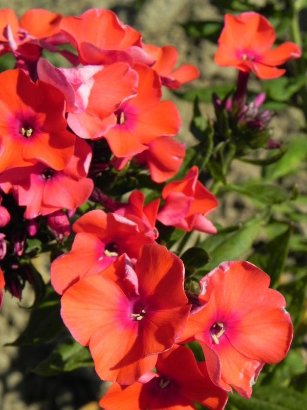 Phlox paniculata ‘Orange Perfection’