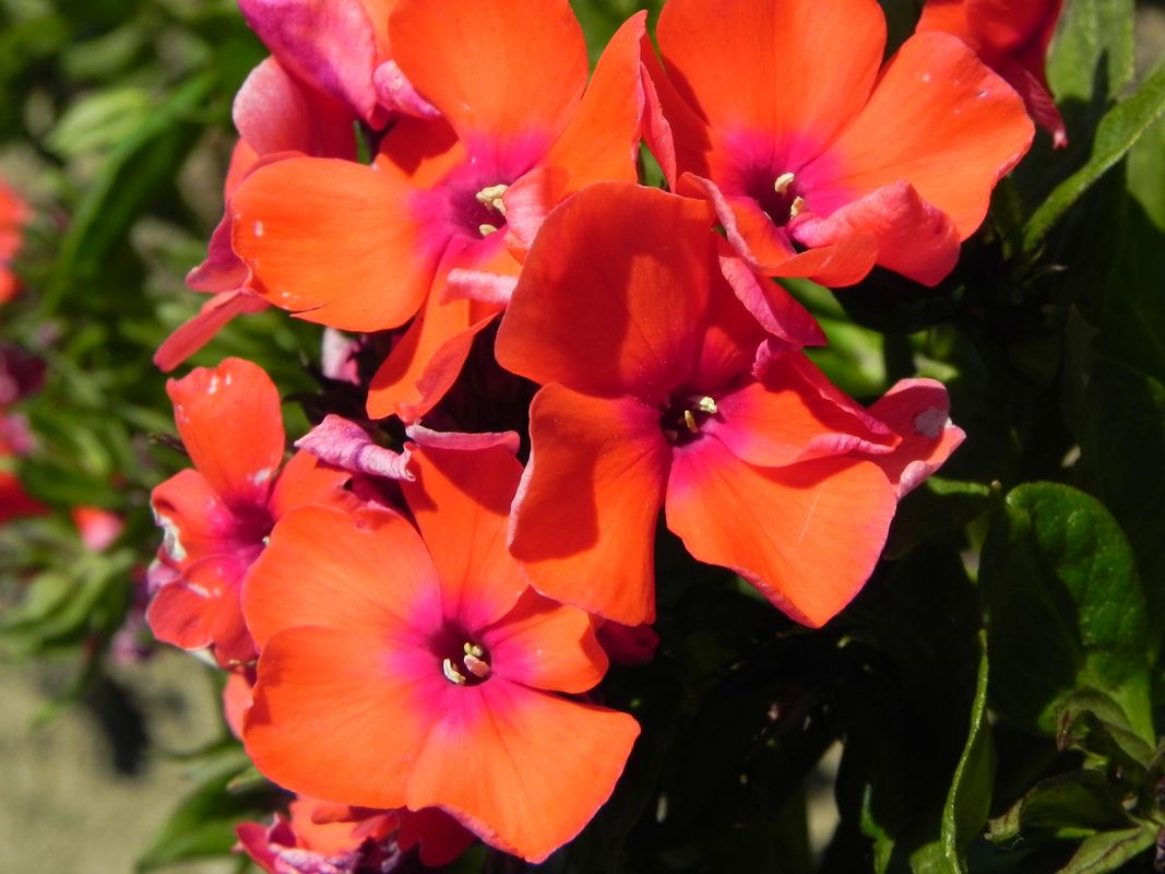 Phlox paniculata ‘Orange Perfection’