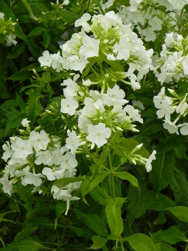 Phlox paniculata ‘Rembrant’