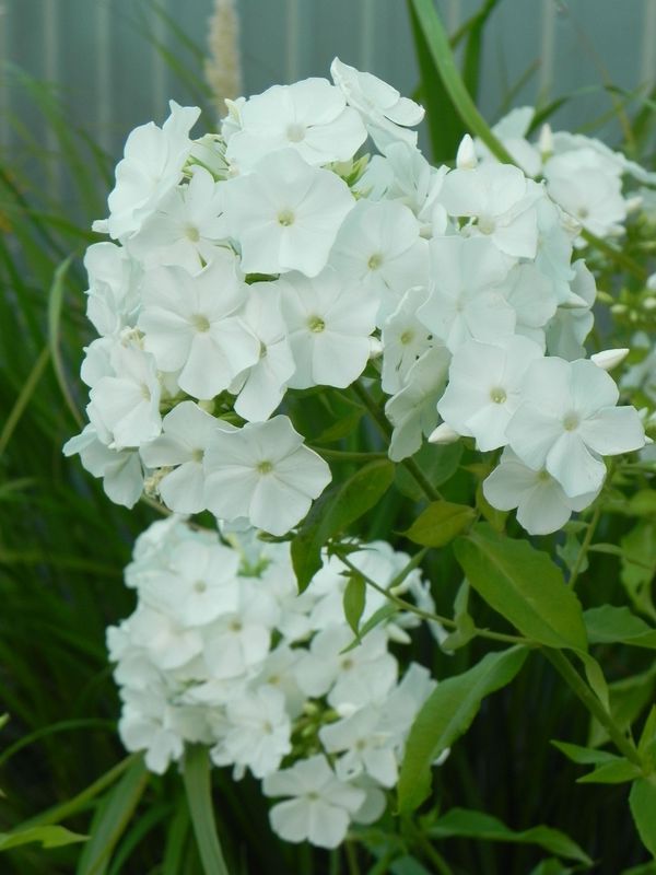 Phlox paniculata ‘Rembrant’