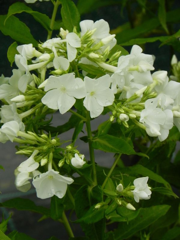 Phlox paniculata ‘Rembrant’