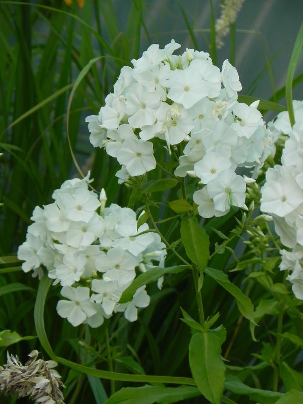 Phlox paniculata ‘Rembrant’