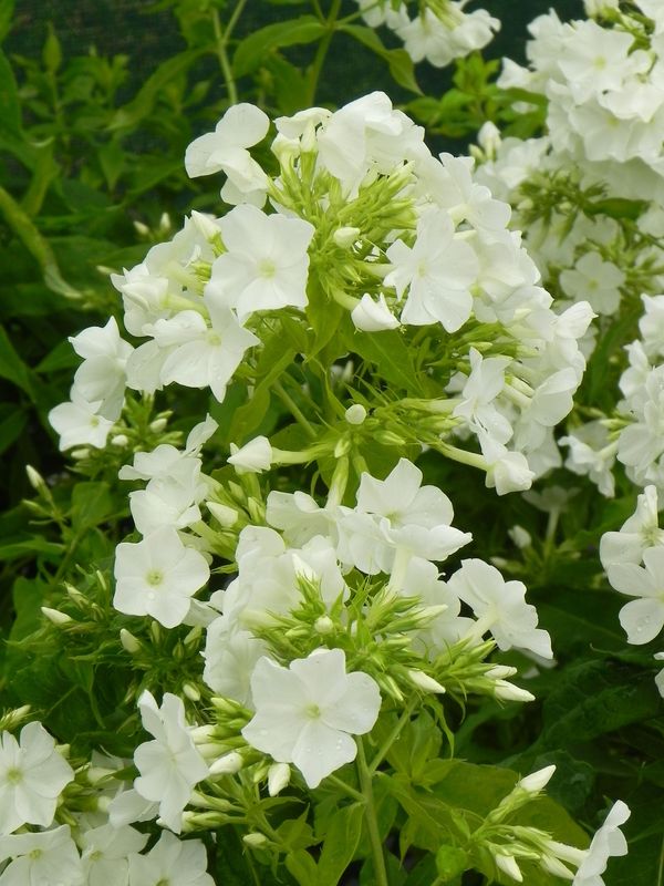Phlox paniculata ‘Rembrant’
