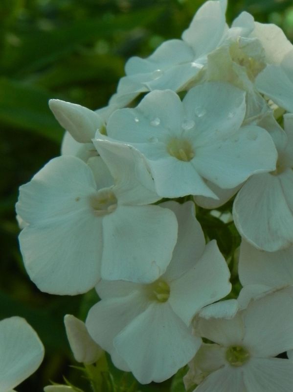 Phlox paniculata ‘Rembrant’
