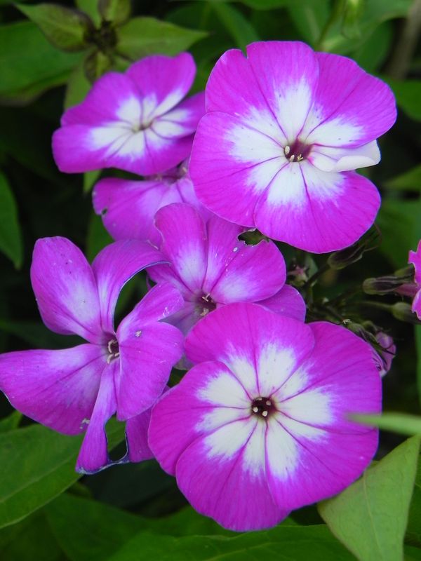 Phlox paniculata ‘Wilhelm Kesselring’