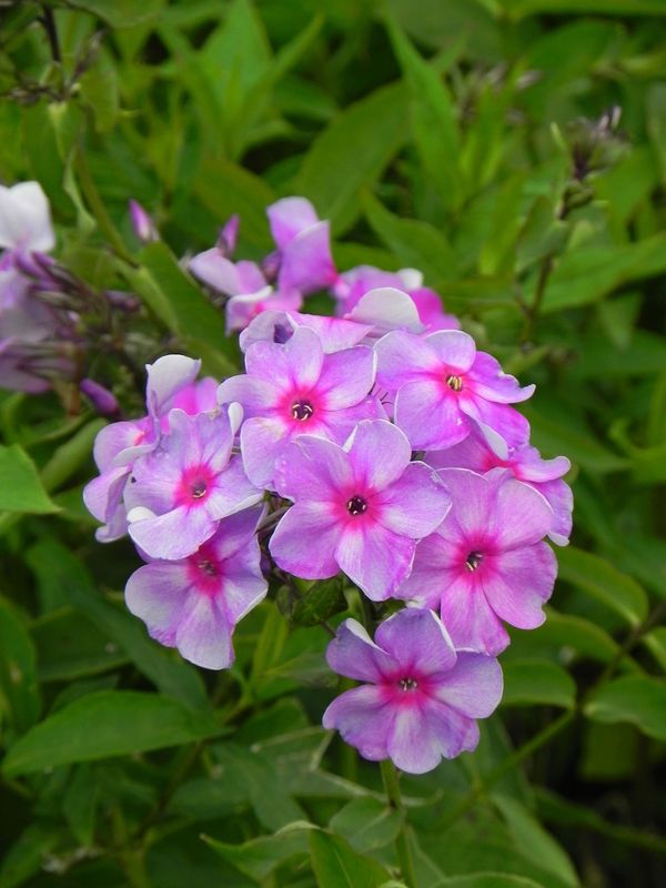 Phlox paniculata ‘Amethyst’